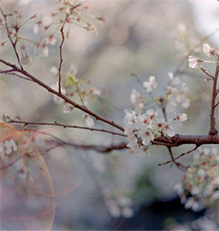 “國色”,視覺的盛宴